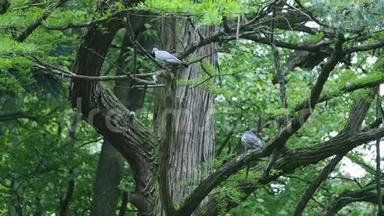 灰鸽子坐在树枝上